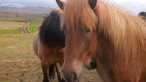Nahaufnahme-Von-Zwei-Islandpferden,-Ponys,-Beleuchtet-Von-Einem-Sonnenuntergang-In-Island