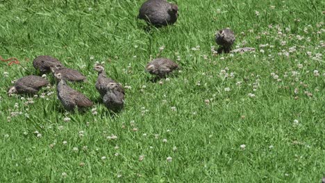 Indigenous-African-Chicks-At-Kirstenbosch-National-Botanical-Garden-In-Cape-Town,-South-Africa