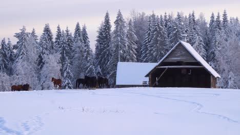 Pferde-Werden-Den-Schnee-Genießen