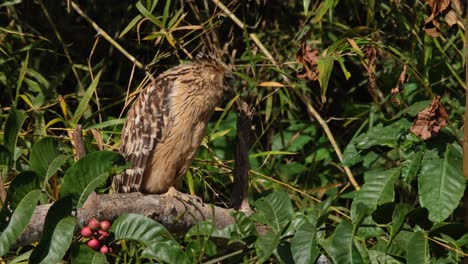 Facing-towards-the-right-while-drying-itself-under-the-morning-sun-then-steps-to-the-left-to-adjust,-Buffy-Fish-Owl-Ketupa-ketupu,-Thailand