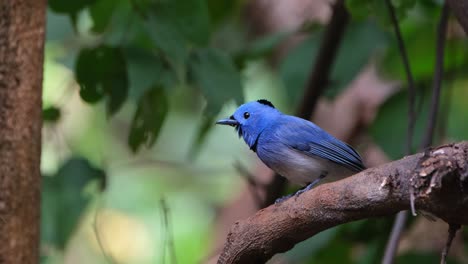 Looking-down-and-around-as-the-camera-zooms-in-while-its-chirping,-Black-naped-Monarch-or-Black-naped-Blue-Flycatcher-Hypothymis-azurea,-Male,-Thailand