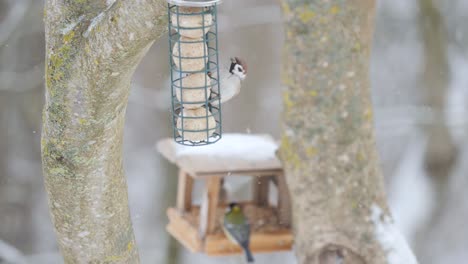 Great-tits-and-sparrow-in-winter-feeders