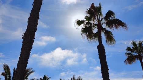 Low-angle-view-of-the-sun-shining-behind-the-leaves-of-a-palm-tree-in-Fuerteventura,-Canary-Islands,-Spain