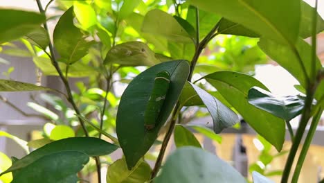 Green-caterpillar-attached-to-green-leaf