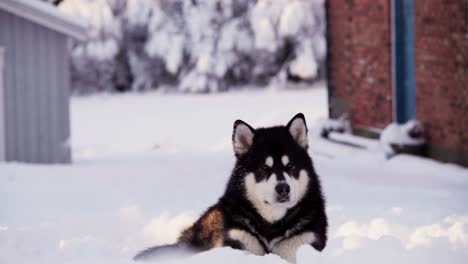 Alaskan-Malamute-Hund-Liegt-Auf-Dem-Schnee