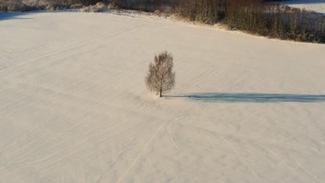 Aerial-view-of-single-birch-tree-on-snowy-farmland-during-winter-golden-hour