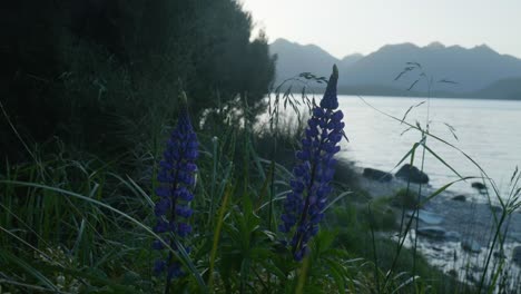 Lupins-dancing-in-the-wind-against-a-stunning-sunset-backdrop-behind-majestic-mountains