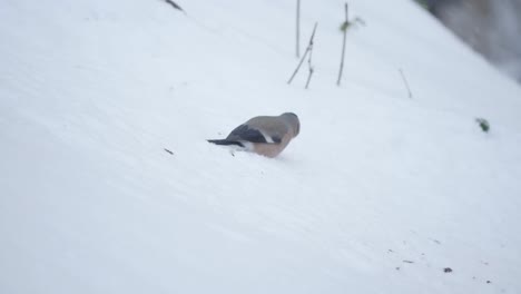 Eurasian-bullfinch-search-food-in-snow