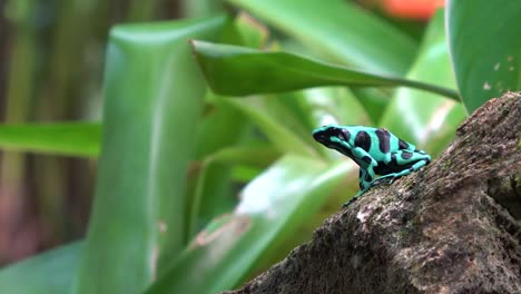 A-Green-Poison-Dart-Frog-on-a-stone