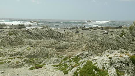 Kaikoura-Robbenkolonie-Mit-Lebhaften-Robben-Entlang-Der-Felsigen-Küste,-Ein-Entzückendes-Küstenspektakel