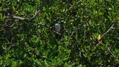 Seen-within-the-mangrove-tree-while-the-camera-zooms-out-during-a-windy-day,-Collared-Kingfisher-Todiramphus-chloris,-Thailand