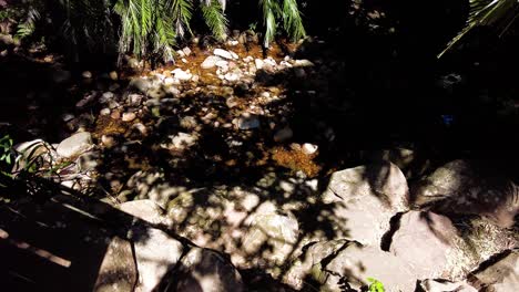 Nature-Shadows-Over-Flowing-Creek-In-Kirstenbosch-National-Botanical-Garden,-Cape-Town,-South-Africa