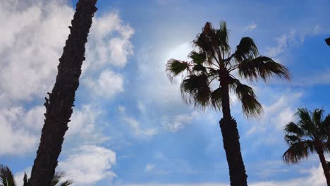 Commercial-airplane-flies-over-palm-trees-in-Fuerteventura,-Canary-Islands,-Spain