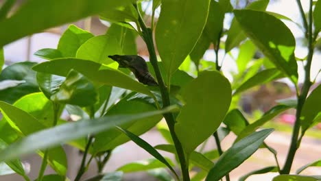 Green-caterpillar-cocoon-on-plants