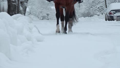 CLOSE-UP,-DOF:-Beautiful-wild-horse-walking-through-white-snowy-blanket