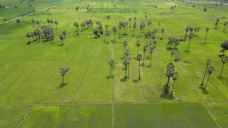 Green-Cambodian-Rice-Fields-In-Midday-Sun-Slow-Pan-Up
