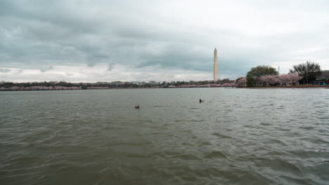 Washington-Monument-Vom-Gezeitenbecken-Aus-Gesehen-Mit-Kirschblütenbäumen-Am-Wasserrand