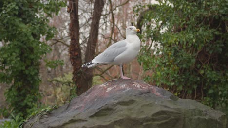 Pájaro-Gaviota-Descansando-Encaramado-Sobre-Una-Roca-En-Un-Bosque-Húmedo-En-Irlanda