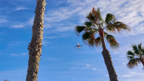 Looking-up-at-passenger-airplane-flying-above-tropical-palm-trees-over-Fuerteventura