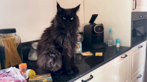 black-furry-main-coon-cat-sitting-on-kitchen-counter,-surrounded-by-groceries