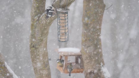 Rack-focus-from-great-tits-in-feeder-to-woodpecker-eating-suet