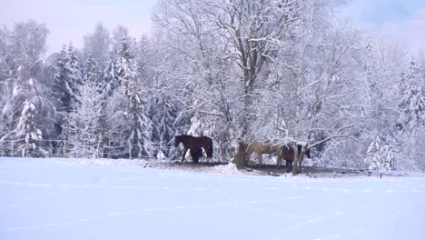 Brown-and-white-horses-graze-on-snowy-area