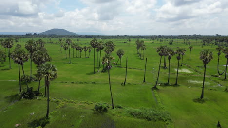 Wir-Fahren-Dicht-über-Spindeldürre-Palmen-In-Der-Kambodschanischen-Landschaft-Hinweg