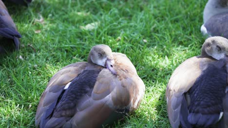 Close-View-To-Colorful-Egyptian-Geese-Resting-On-Green-Grassy-Botanical-Garden-In-Cape-Town,-South-Africa