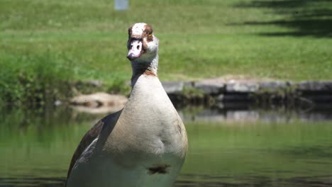 Close-up-Of-Egyptian-Goose-By-The-Lakeshore-On-A-Sunny-Day