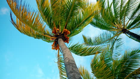Static-close-up-shot-of-a-tropical-palm-treen-with-mature-yellow-coconuts