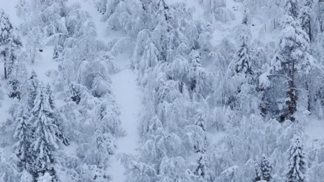 Winter-Scene-With-Forest-Trees-Covered-In-Snow-In-Indre-Fosen,-Norway---Aerial-Drone-Shot