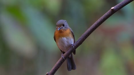 Looking-to-the-right-and-then-towards-the-camera-while-perched-on-a-vine,-Indochinese-Blue-Flycatcher-Cyornis-sumatrensis-Female,-Thailand