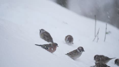 Eurasian-chaffinch-eat-with-group-of-sparrows-in-snow