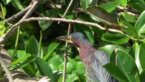 The-green-heron-has-an-interesting-hunting-method---it-uses-insects-as-bait