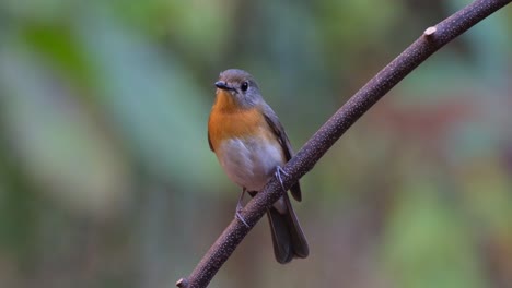Facing-to-the-left-looking-around-while-perched-on-a-diagonal-perch,-Indochinese-Blue-Flycatcher-Cyornis-sumatrensis-Female,-Thailand