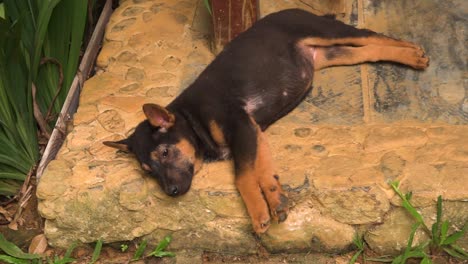 Cachorro-Joven-Descansando-En-El-Suelo-En-Un-Pequeño-Jardín,-Vista-Desde-Arriba