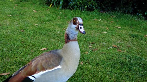 Egyptian-Goose-On-The-Green-Grass-Of-A-Botanical-Garden-In-Cape-Town,-South-Africa
