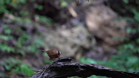 a-Javan-black-capped-babbler-bird-stands-on-a-black-tree-branch,-then-jumps-to-grab-the-termites-above-it