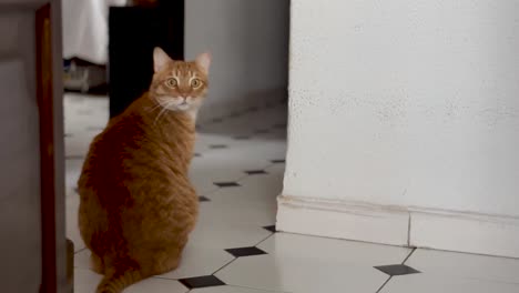 Die-Orangefarbene-Katze-Auf-Dem-Boden-Blickt-Plötzlich-Mit-Verängstigtem-Gesicht-Zum-Besitzer-Zurück