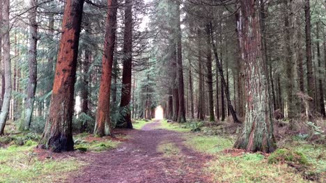 Tilting-shot-of-eerie-woodland-pathway-in-dense-conifer-forest