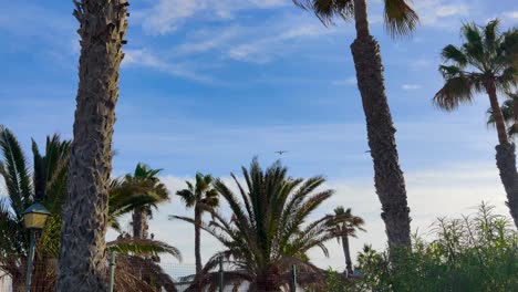 airplane-flying-over-palm-trees,-sunny-blue-sky-on-tropic-island-Fuerteventura,-tropical-holiday-destination