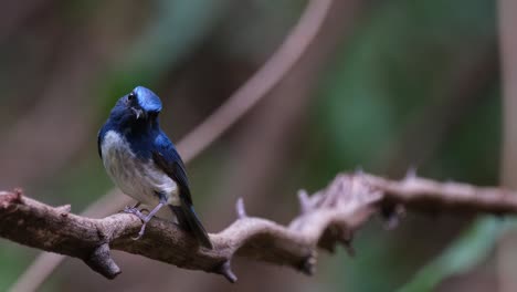 Perched-on-a-vine-seen-from-its-side-facing-to-the-left-as-the-camera-slides-to-the-left-while-zooming-out,-Hainan-Blue-Flycatcher-Cyornis-hainanus-Thailand