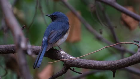 Seen-within-bare-branches-looking-to-the-left-and-the-right,-Indochinese-Blue-Flycatcher-Cyornis-sumatrensis,-Thailand
