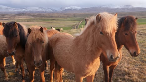Nahaufnahme-Von-Islandpferden-Und-Ponys,-Die-Bei-Sonnenuntergang-Auf-Einer-Landschaft-Stehen