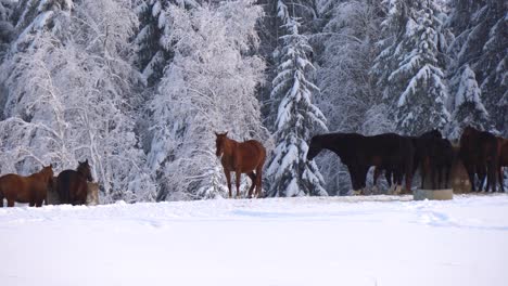 Pferde-Freuen-Sich-über-Den-Schnee
