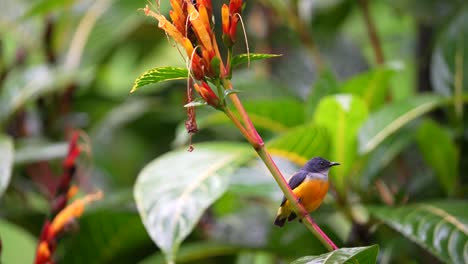 a-male-orange-bellied-flowerpecker-bird-looks-like-his-chest-is-beating-like-his-heart-is-working
