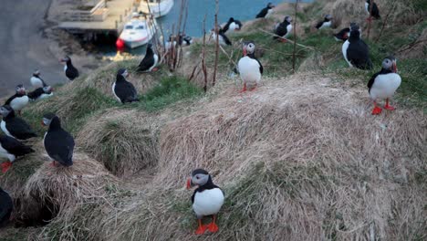 Atlantic-puffins-nesting-on-the-cliffs-next-to-harbor---Borgafjordur-Eystri,-East-Iceland