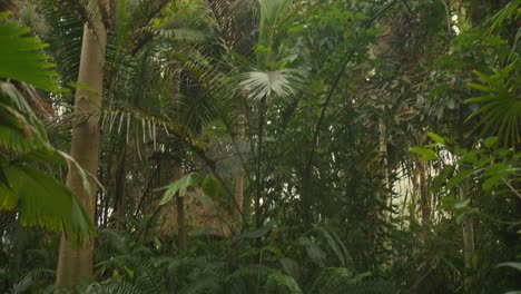 Plantas-Tropicales-En-El-Interior-Del-Invernadero-Del-Jardín-Botánico-Nacional-De-Glasnevin,-Dublín,-Irlanda