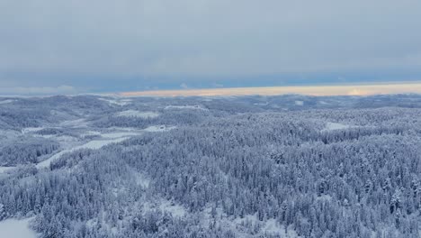 Aerial-View-Of-Snowy-Pine-Trees-In-The-Dense-Forest-In-Winter