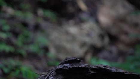 Ein-Javanischer-Schwätzervogel-Mit-Schwarzer-Kappe-Läuft-Auf-Schwarzem-Holz-Und-Hat-Einen-Schnabel-Voller-Termiten
